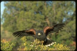 Image of Harris's Hawk