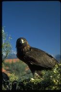 Image of Golden eagle