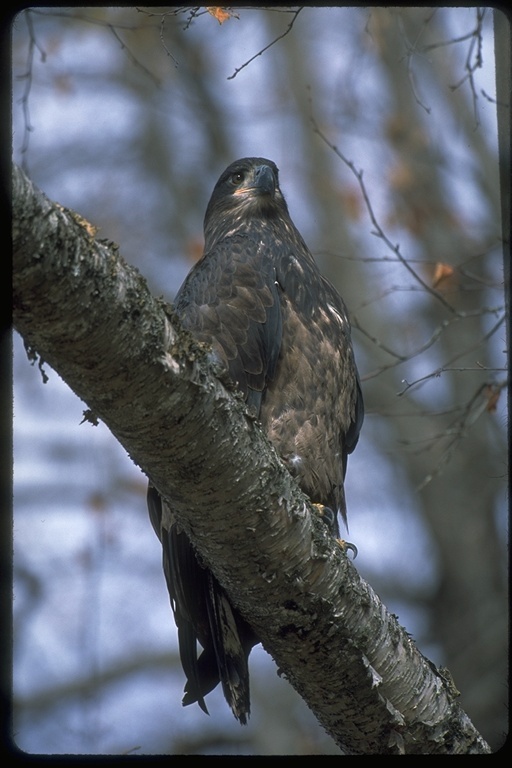 Image of Bald Eagle