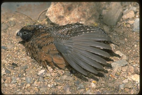 Image of Masked bobwhite (quail)