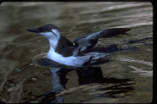 Image of Common Guillemot