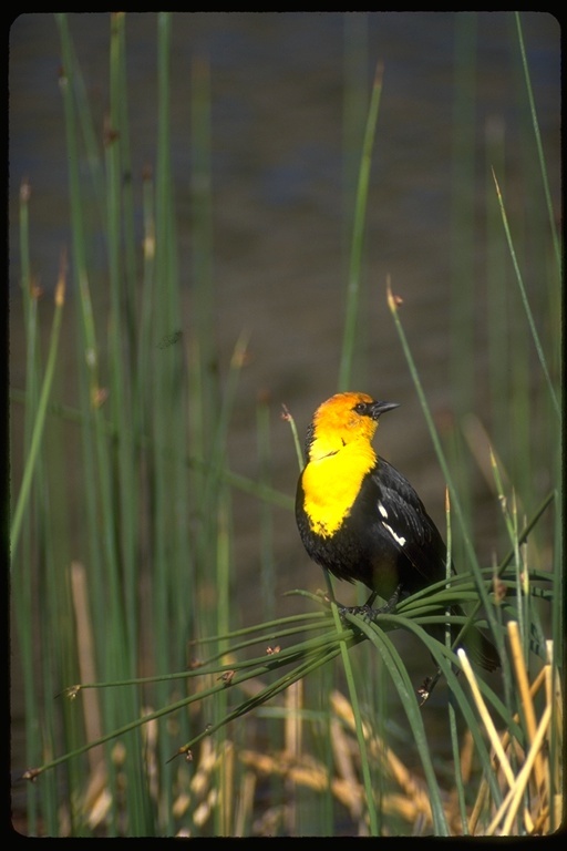 Image of Yellow-headed Blackbird