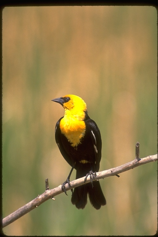 Image of Yellow-headed Blackbird