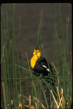 Image of Yellow-headed Blackbird