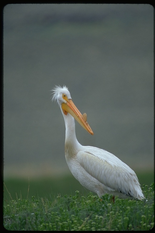 Image of American White Pelican