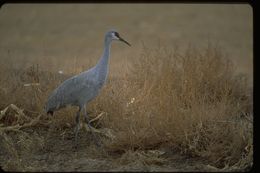 Image of sandhill crane