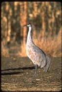 Image of sandhill crane