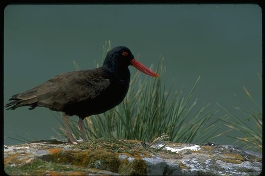 Imagem de Haematopus ater Vieillot 1825