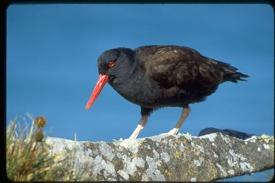 Imagem de Haematopus ater Vieillot 1825