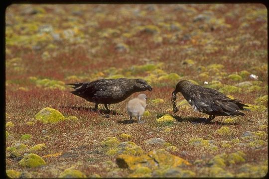 Image of Brown Skua