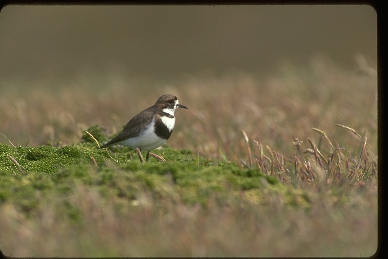 Image of Two-banded Plover