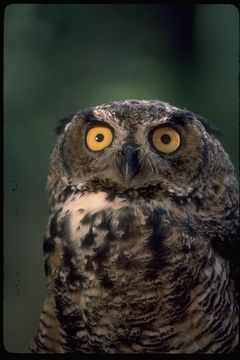 Image of Great Horned Owl