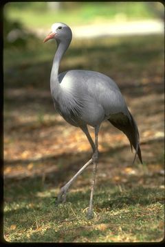 Image of Blue crane