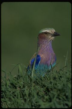 Image of Lilac-breasted Roller