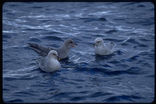 Image of Fulmar