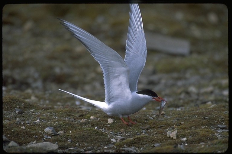 Image of Arctic Tern