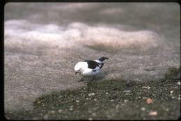 Image of Snow Bunting