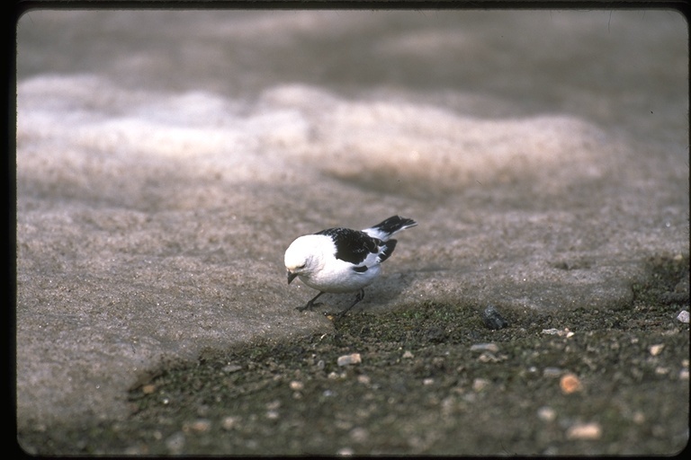 Imagem de Plectrophenax nivalis (Linnaeus 1758)