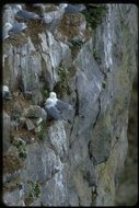 Image of Black-legged Kittiwake