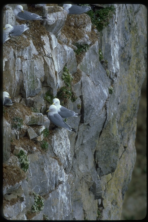 Image of Black-legged Kittiwake