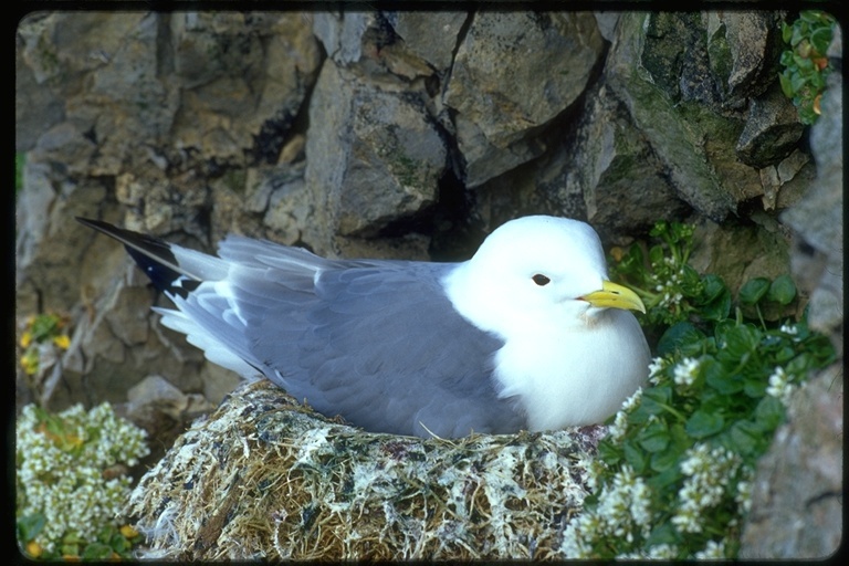 Image of Black-legged Kittiwake