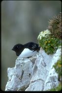 Image of Little Auk