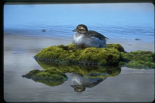 Image of Long-tailed Duck