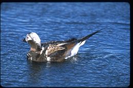 Image of Long-tailed Duck