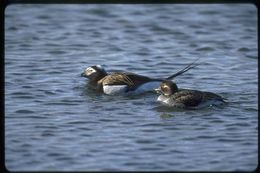 Image of Long-tailed Duck