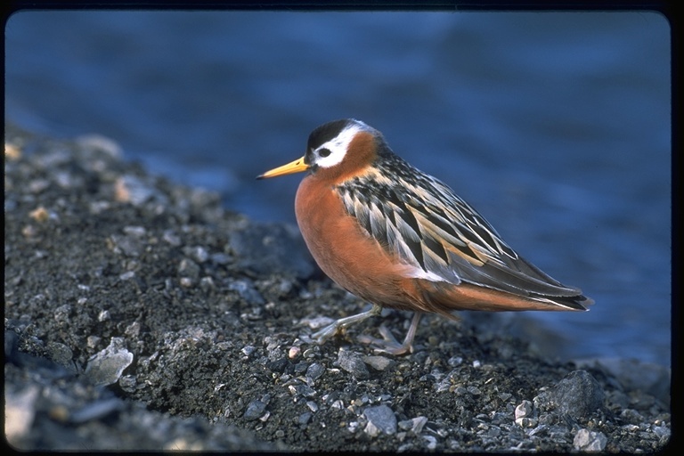 Imagem de Phalaropus fulicarius (Linnaeus 1758)