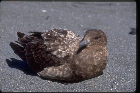 صورة Stercorarius antarcticus lonnbergi (Mathews 1912)