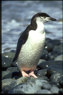 Plancia ëd Pygoscelis antarcticus (Forster & JR 1781)