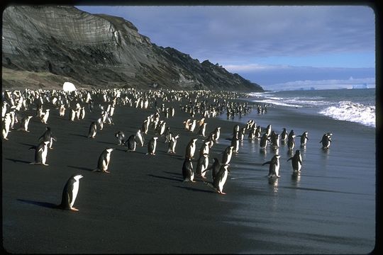 Plancia ëd Pygoscelis antarcticus (Forster & JR 1781)