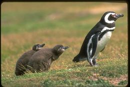 Image of Magellanic Penguin