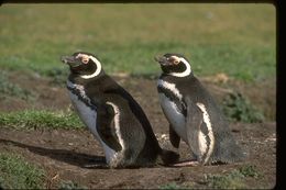 Image of Magellanic Penguin