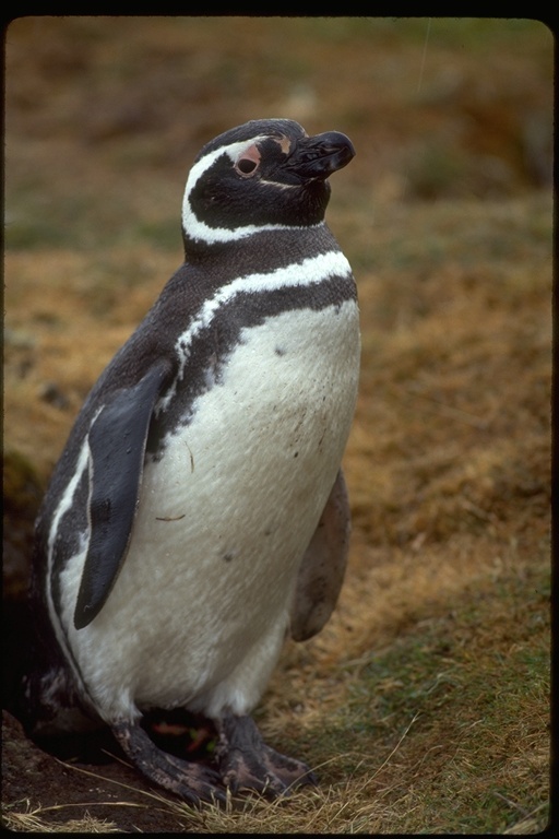 Image of Magellanic Penguin