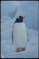 Image of Gentoo Penguin