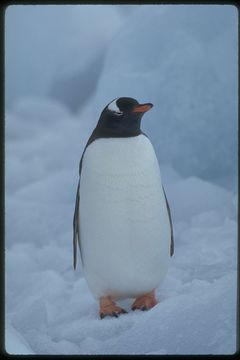 Image of Gentoo Penguin