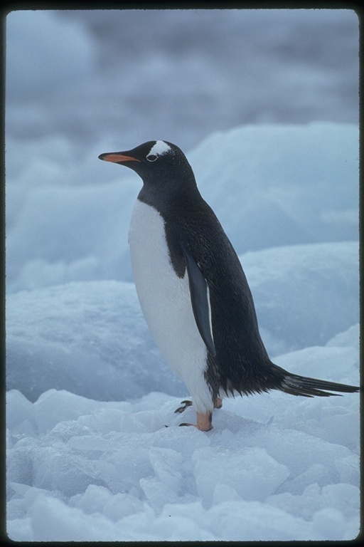 Image of Gentoo Penguin