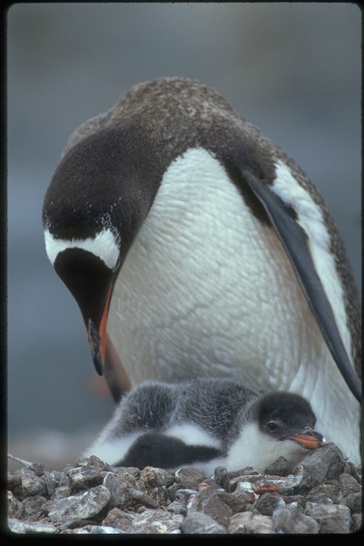 Image of Gentoo Penguin