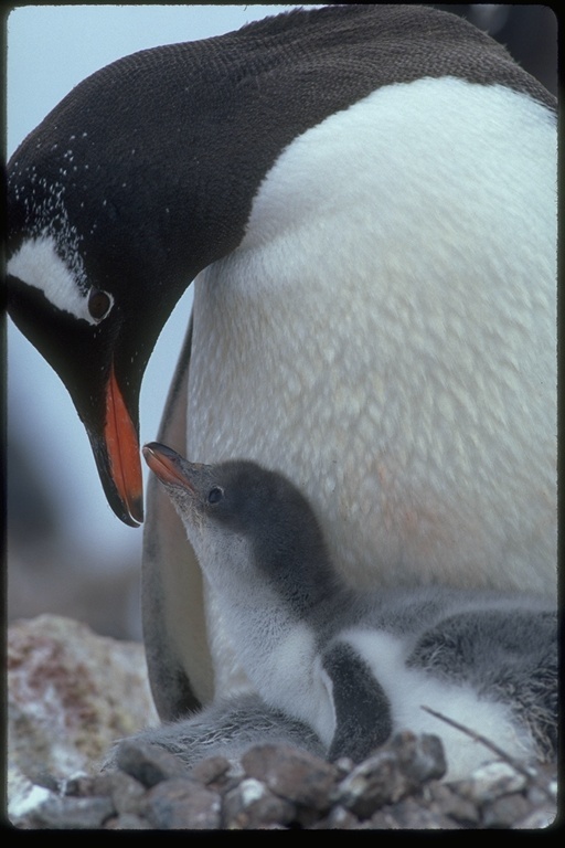 Image of Gentoo Penguin