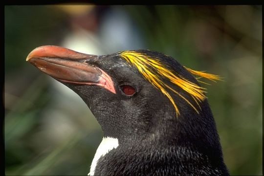 Image of Macaroni Penguin