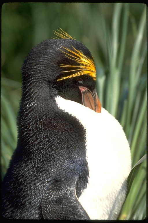 Image of Macaroni Penguin