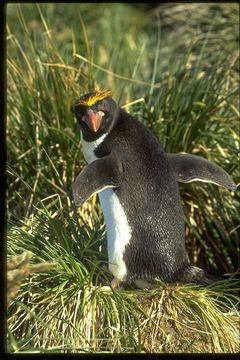 Image of Macaroni Penguin