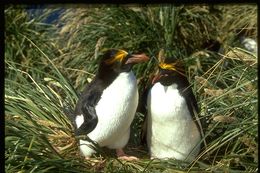 Image of Macaroni Penguin