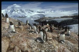 Image of Gentoo Penguin