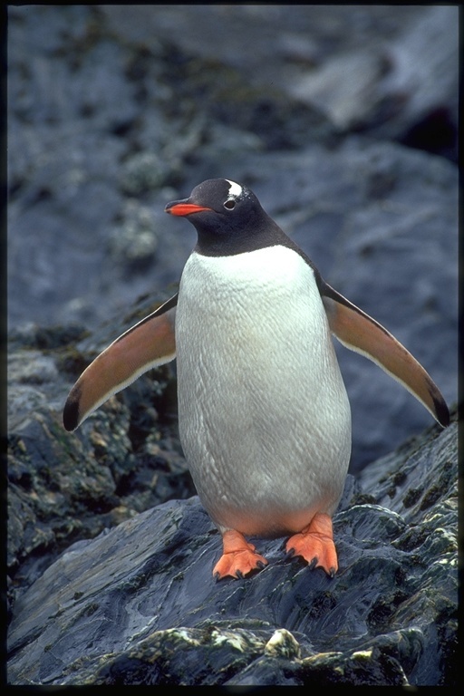 Image of Gentoo Penguin