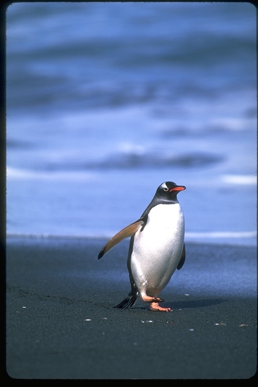 Image of Gentoo Penguin