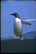 Image of Gentoo Penguin