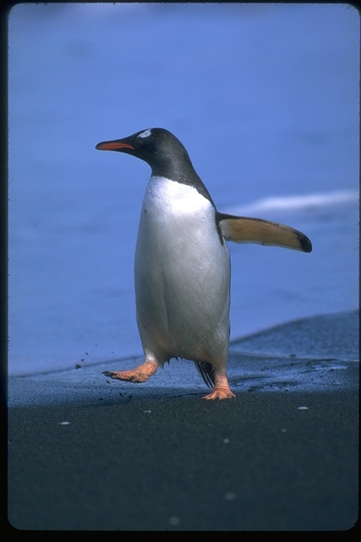 Image of Gentoo Penguin